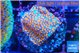 Montipora fruity 2-3 cm WYSIWYG acclimaté
