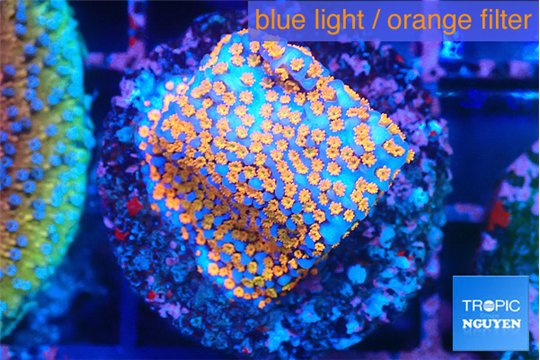Montipora fruity 2-3 cm WYSIWYG acclimaté