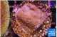Montipora fruity 2-3 cm WYSIWYG acclimaté