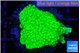 Acropora neon green 3 cm WYSIWYG acclimaté