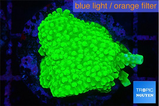Acropora neon green 3 cm WYSIWYG acclimaté