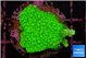 Acropora neon green 3 cm WYSIWYG acclimaté