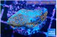Montipora fruity 3 cm WYSIWYG acclimaté