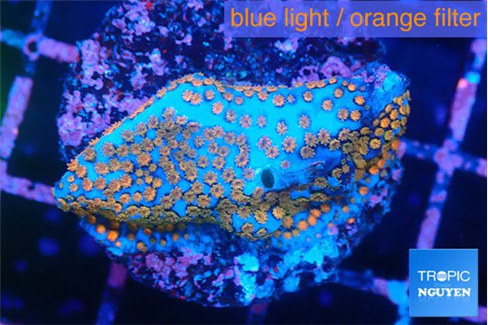 Montipora fruity 3 cm WYSIWYG acclimaté