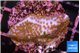 Montipora fruity 3 cm WYSIWYG acclimaté