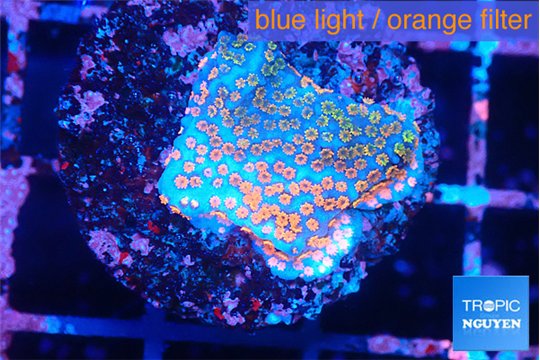 Montipora fruity 1-2 cm WYSIWYG acclimaté
