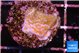 Montipora fruity 1-2 cm WYSIWYG acclimaté