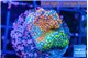 Montipora rainbow 2-3 cm WYSIWYG acclimaté