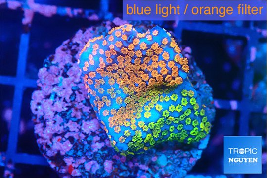 Montipora rainbow 2-3 cm WYSIWYG acclimaté