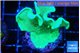Pavona cactus green 4-5 cm WYSIWYG acclimaté
