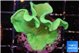 Pavona cactus green 4-5 cm WYSIWYG acclimaté