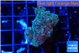 Pocillopora damicornis green & pink tip 3-4 cm WYSIWYG acclimaté