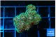 Pocillopora damicornis green & pink tip 3-4 cm WYSIWYG acclimaté