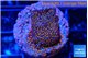 Montipora fruity 2-3 cm WYSIWYG acclimaté