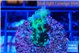 Acropora green 2-3 cm WYSIWYG acclimaté