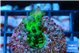 Acropora green 2-3 cm WYSIWYG acclimaté