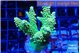 Acropora neon green 5-7 cm WYSIWYG acclimaté