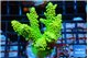 Acropora neon green 5-7 cm WYSIWYG acclimaté