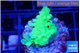 Acropora green Fijii 3 cm WYSIWYG acclimaté