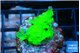Acropora green Fijii 3 cm WYSIWYG acclimaté