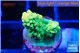 Acropora sunset green 2 cm WYSIWYG acclimaté