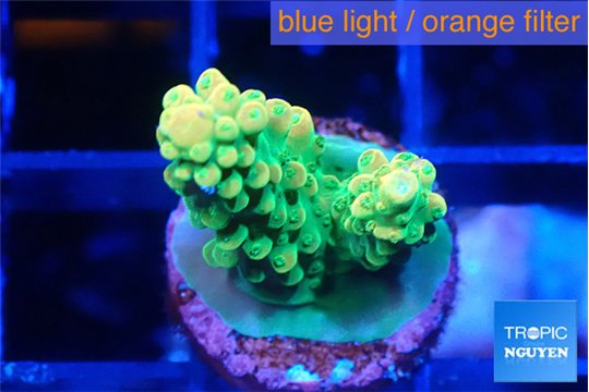Acropora sunset green 2 cm WYSIWYG acclimaté