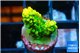 Acropora sunset green 2 cm WYSIWYG acclimaté