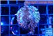 Acropora carduus green polyps deep water 3-4 cm WYSIWYG acclimaté
