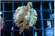 Acropora carduus green polyps deep water 3-4 cm WYSIWYG acclimaté