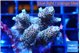 Acropora mango 5-6 cm WYSIWYG acclimaté