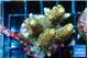 Acropora mango 5-6 cm WYSIWYG acclimaté