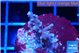 Acropora carduus green polyps deep water 2 cm WYSIWYG acclimaté