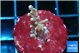 Acropora carduus green polyps deep water 2 cm WYSIWYG acclimaté