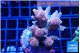 Acropora pink 5-7 cm WYSIWYG acclimaté