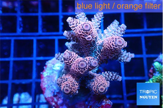Acropora pink 5-7 cm WYSIWYG acclimaté
