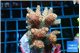 Acropora pink 5-7 cm WYSIWYG acclimaté