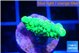 Acropora sunset green 2 cm WYSIWYG acclimaté