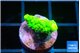 Acropora sunset green 2 cm WYSIWYG acclimaté