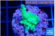 Acropora green Fijii 2-3 cm WYSIWYG acclimaté