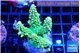 Acropora neon green 5-6 cm WYSIWYG acclimaté