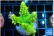 Acropora neon green 5-6 cm WYSIWYG acclimaté