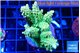 Acropora neon green 5-6 cm WYSIWYG acclimaté