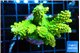 Acropora neon green 5-6 cm WYSIWYG acclimaté