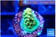 Acropora sunset green 2 cm WYSIWYG acclimaté