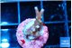 Acropora carduus green polyps deep water 2 cm WYSIWYG acclimaté