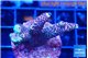 Acropora pink 4 cm WYSIWYG acclimaté