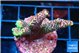 Acropora pink 4 cm WYSIWYG acclimaté