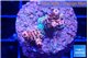 Acropora mango 2-3 cm WYSIWYG acclimaté
