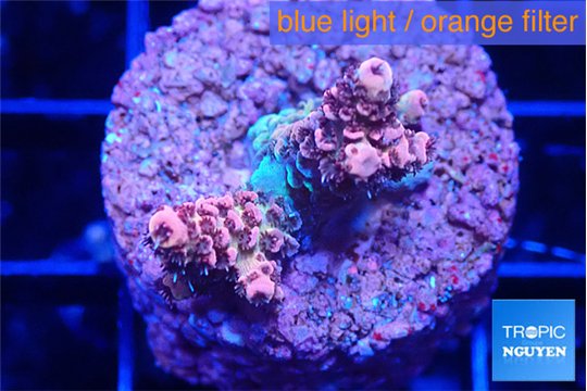 Acropora mango 2-3 cm WYSIWYG acclimaté