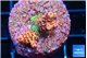 Acropora mango 2-3 cm WYSIWYG acclimaté